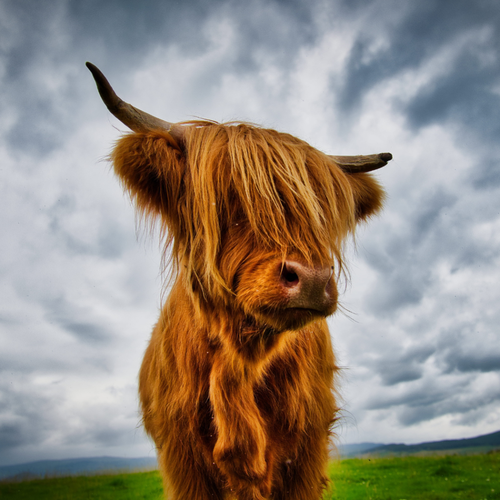 Scottish Highland Cattle - Altina Wildlife Park