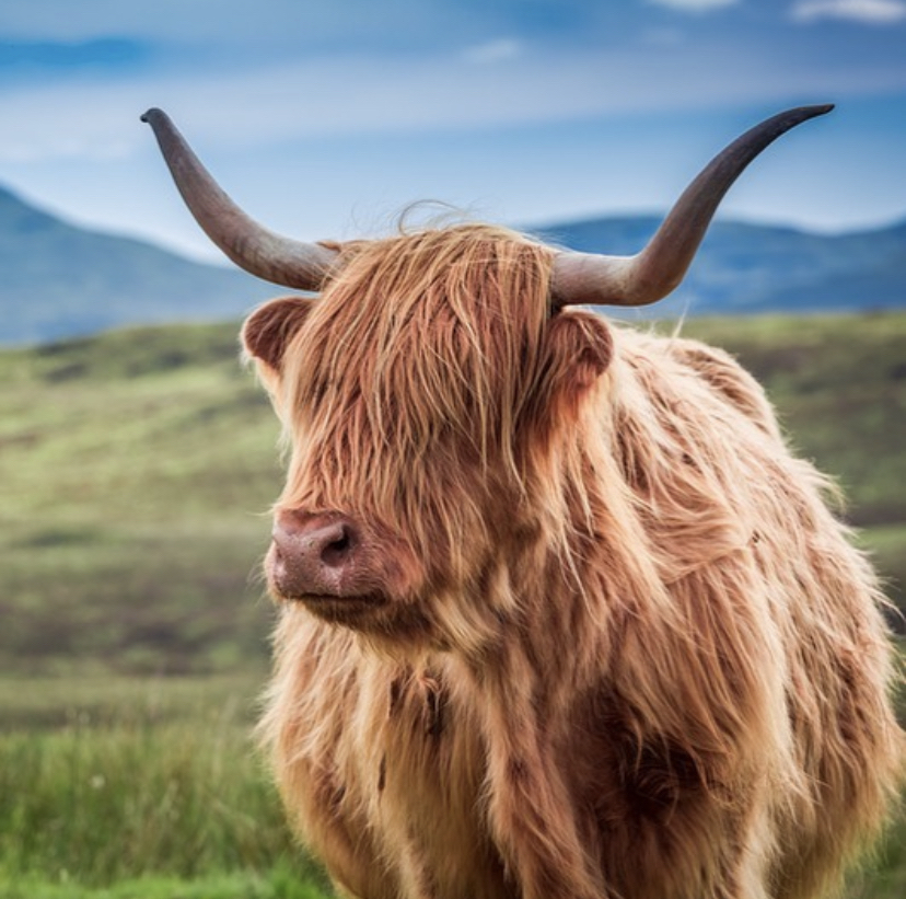 Where to see Highland cows in Scotland